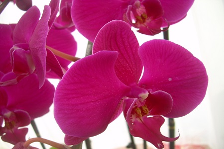 蝴蝶兰浇水的良好办法