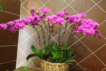 蝴蝶兰浇水的良好办法