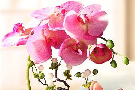 蝴蝶兰浇水的良好办法