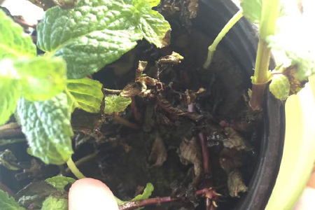 薄荷叶子枯萎了解决办法