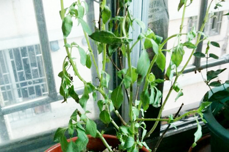 薄荷叶子枯萎了解决办法