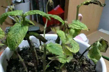 薄荷叶子枯萎了解决办法