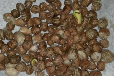 平安树怎么繁殖