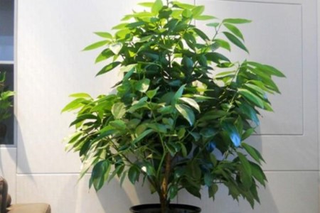 平安树怎么繁殖