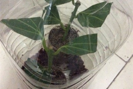 平安树怎么繁殖