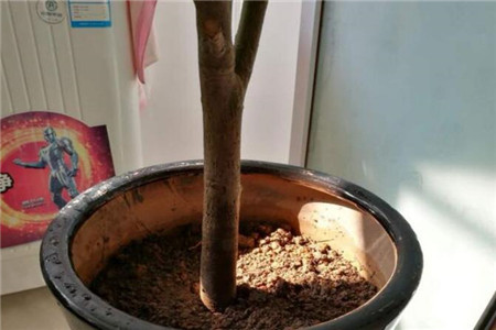 平安树换土怎么换