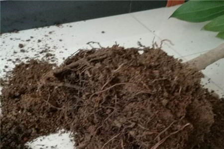 平安树换土怎么换