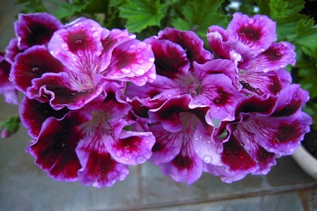 天竺葵对人有损害吗