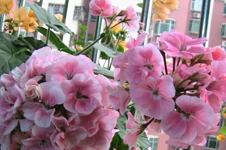 天竺葵对人有损害吗