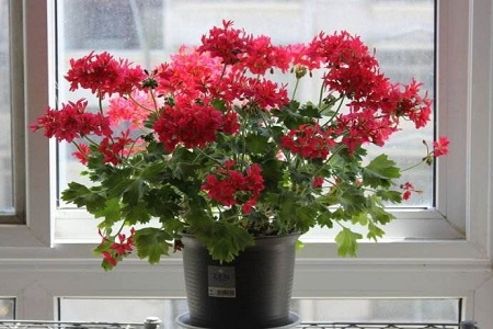 天竺葵对人有损害吗