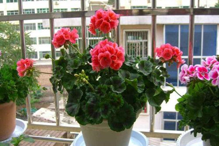 天竺葵对人有损害吗