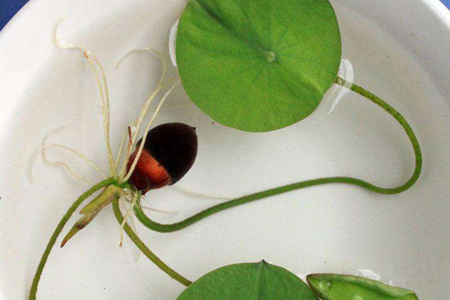 碗莲多长换一次水