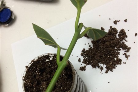 平安树怎么扦插繁殖