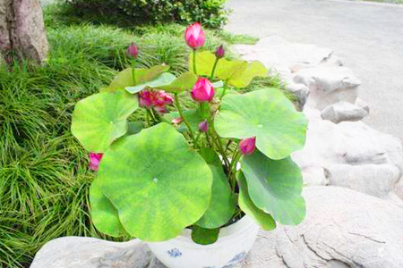 碗莲多长换一次水