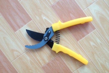 平安树怎么扦插繁殖