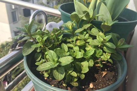 薄荷的种植办法和时间