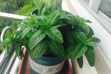 薄荷的种植办法和时间