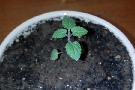 薄荷怎么分株