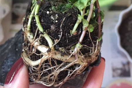 薄荷的种植办法和时间