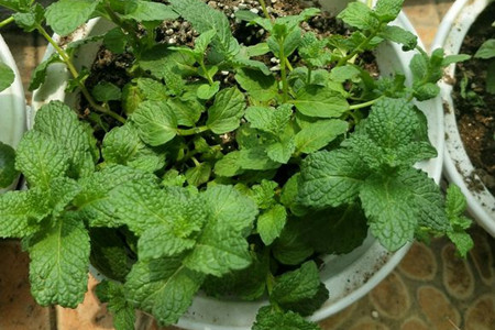 薄荷的种植办法和时间