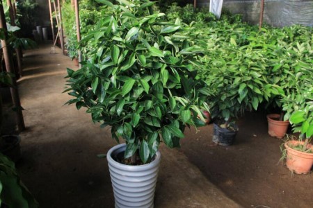 平安树用什么肥料好