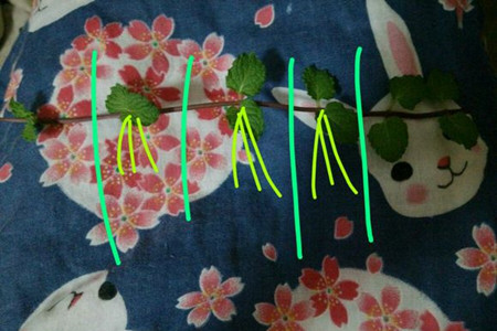 薄荷扦插办法