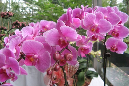 蝴蝶兰夏天怎么浇水