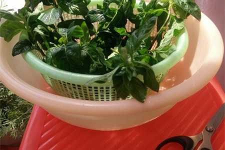 薄荷怎么养才能爆盆