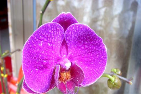 蝴蝶兰夏天怎么浇水