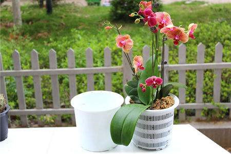 蝴蝶兰夏天怎么浇水