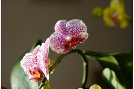 蝴蝶兰夏天怎么浇水