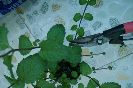 薄荷怎么养才能爆盆