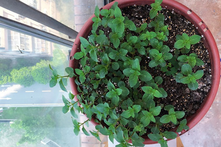 薄荷怎么养才能爆盆