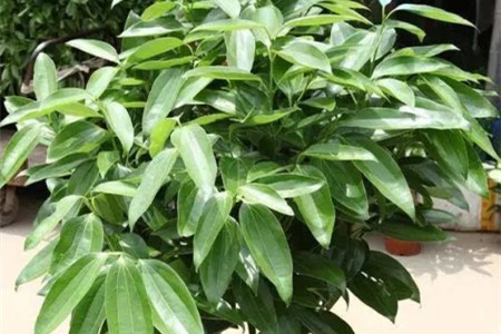 平安树可以浇啤酒吗