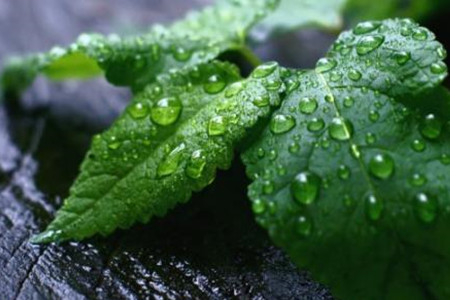 薄荷盆栽怎么养