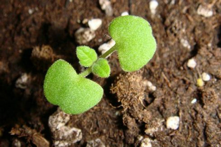 薄荷盆栽怎么养