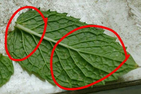 薄荷长虫子解决办法