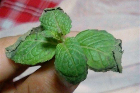 薄荷长虫子解决办法