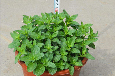 薄荷盆栽怎么养