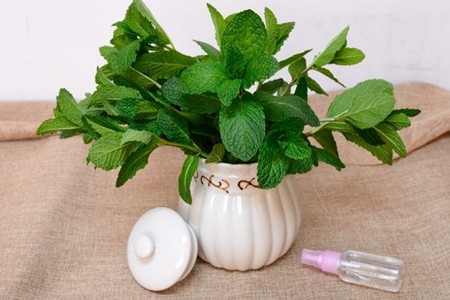 薄荷长虫子解决办法