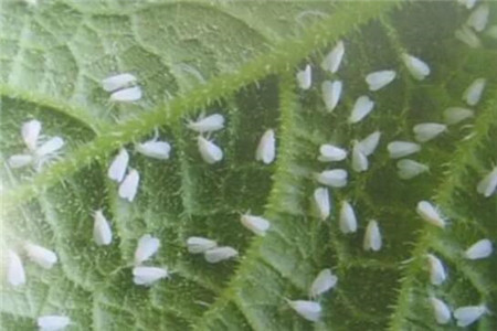 薄荷长虫子解决办法