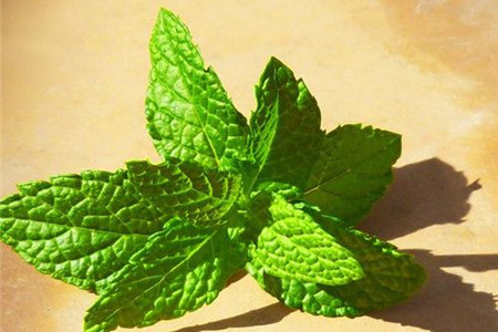 薄荷盆栽怎么养