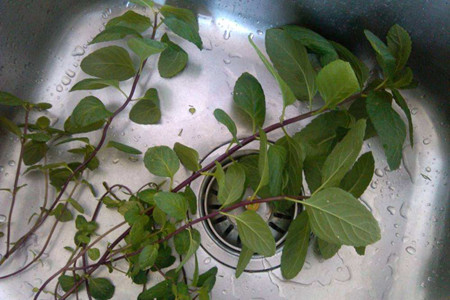 薄荷长虫子解决办法