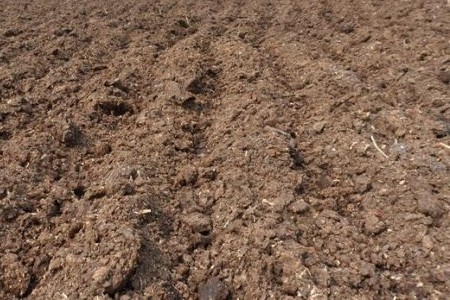 怎么让白掌多开花