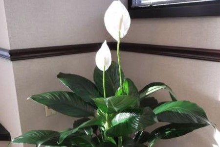 怎么让白掌多开花