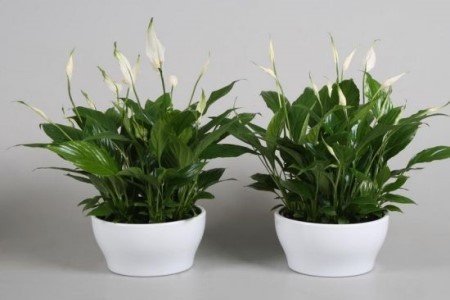 怎么让白掌多开花