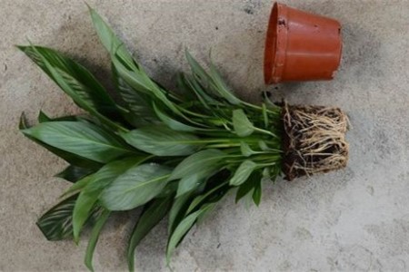 怎么让白掌多开花