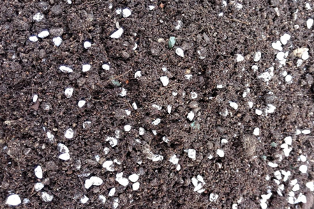 多肉叶片怎么快速繁殖