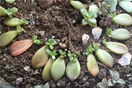 多肉叶片怎么快速繁殖