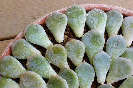 多肉叶片怎么快速繁殖